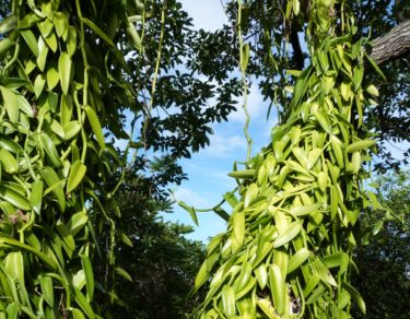 Les bienfaits de la vanille de Madagascar