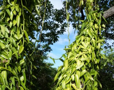 Les bienfaits de la vanille de Madagascar
