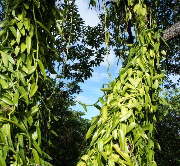 Les bienfaits de la vanille de Madagascar