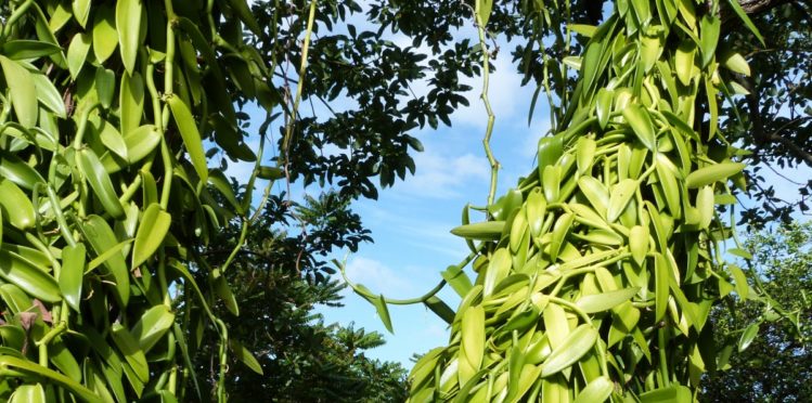 Les bienfaits de la vanille de Madagascar